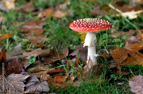 Fly agaric mushroom in autumn macro