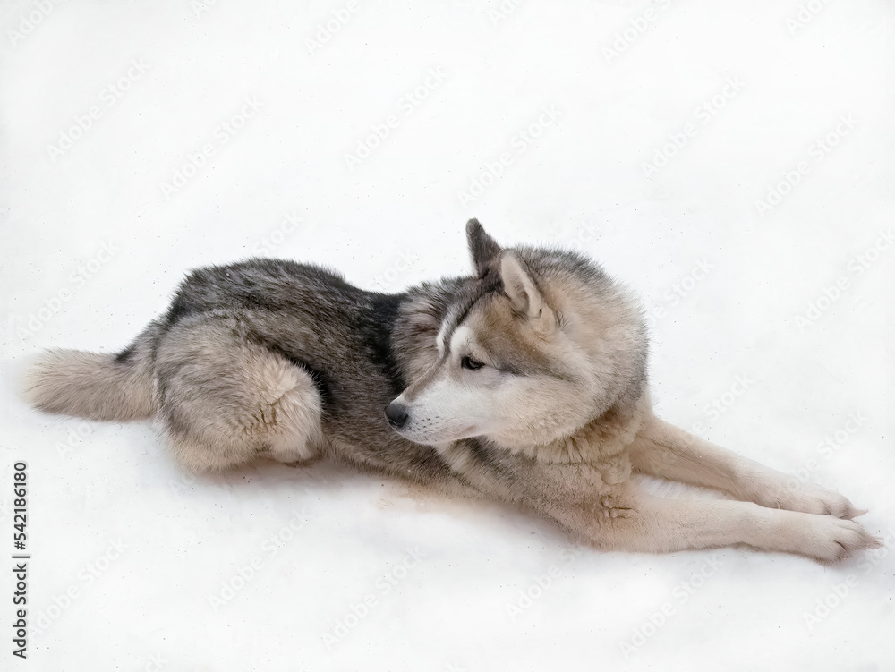 A pretty Black brown Siberian Husky Dog sitting lying down relax on the cold winter white snow at Arctic circle Lap Land, Animal life