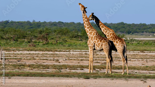 Photography Two giraffes basking in the sun