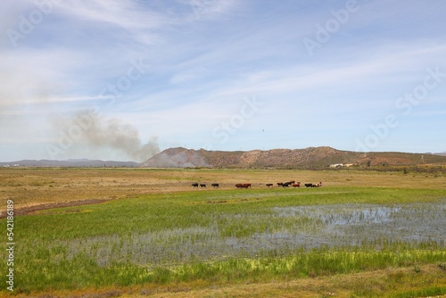 À herd of cattle going home across a green field near Worcester, South Africa.