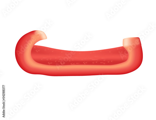 Red slice of bell pepper healthy fresh vegetable vector illustration isolated on white background