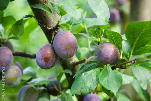 Plum tree branch with ripe juicy fruits on sunset light..