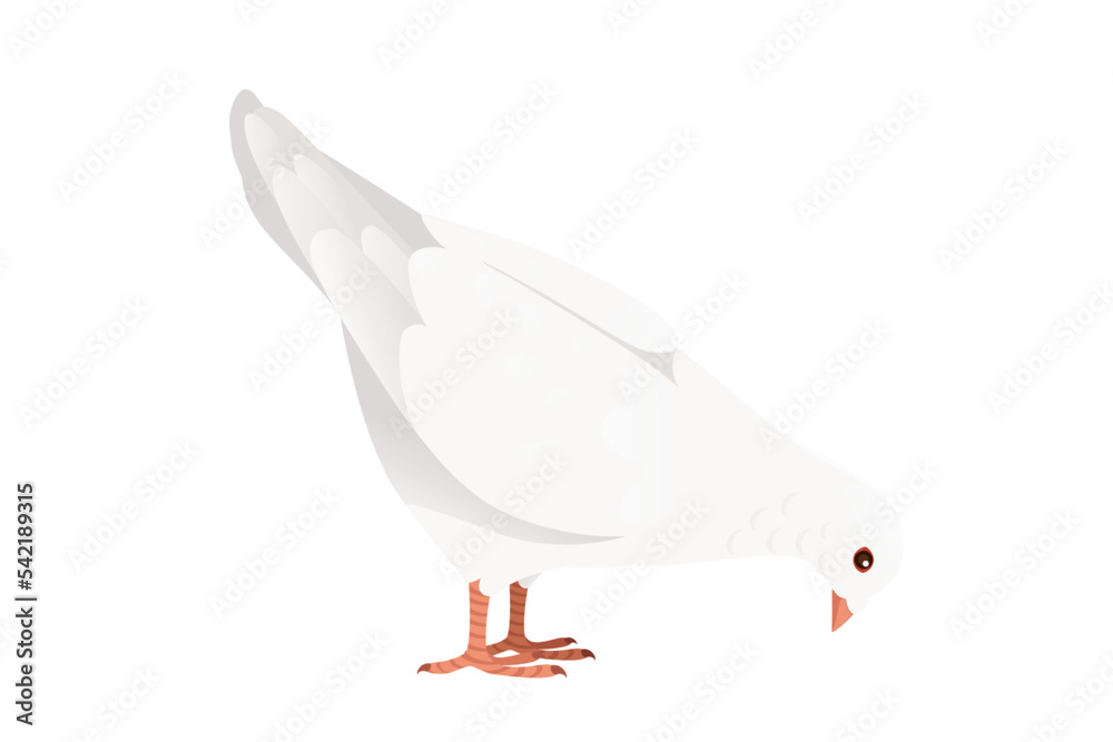 Obraz premium White pigeon dove bird symbol of peace vector illustration cartoon animal design isolated on white background