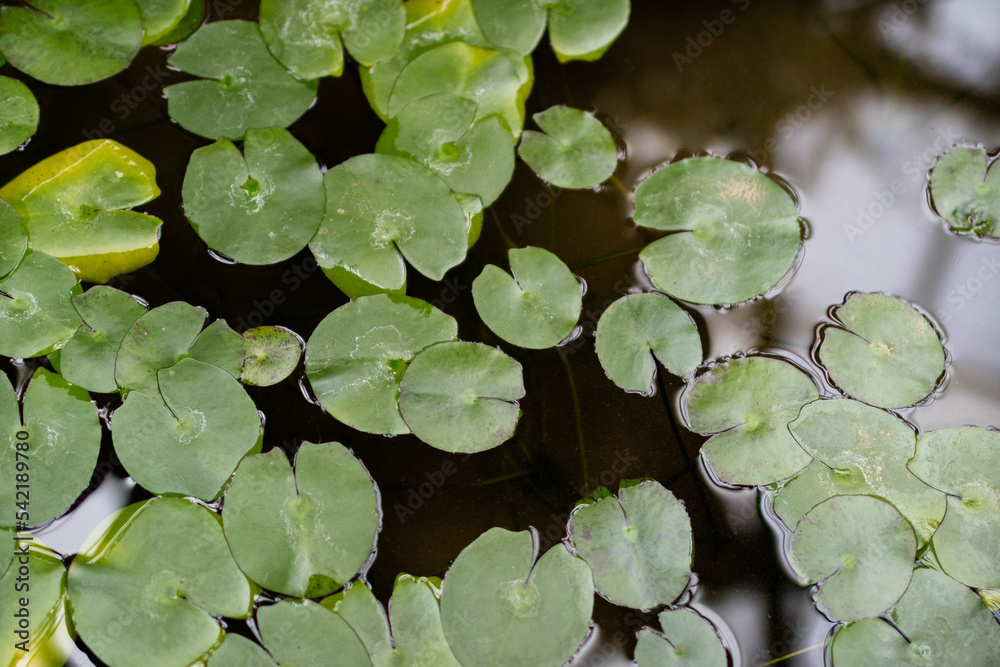 Lotus leaf floating on the pond. green leaves Lotus leaf floating on the pond. green leaves