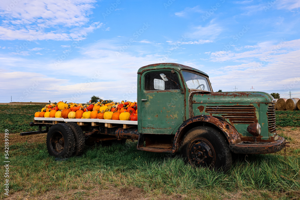 Obraz premium Truck with fresh pumpkins at farm