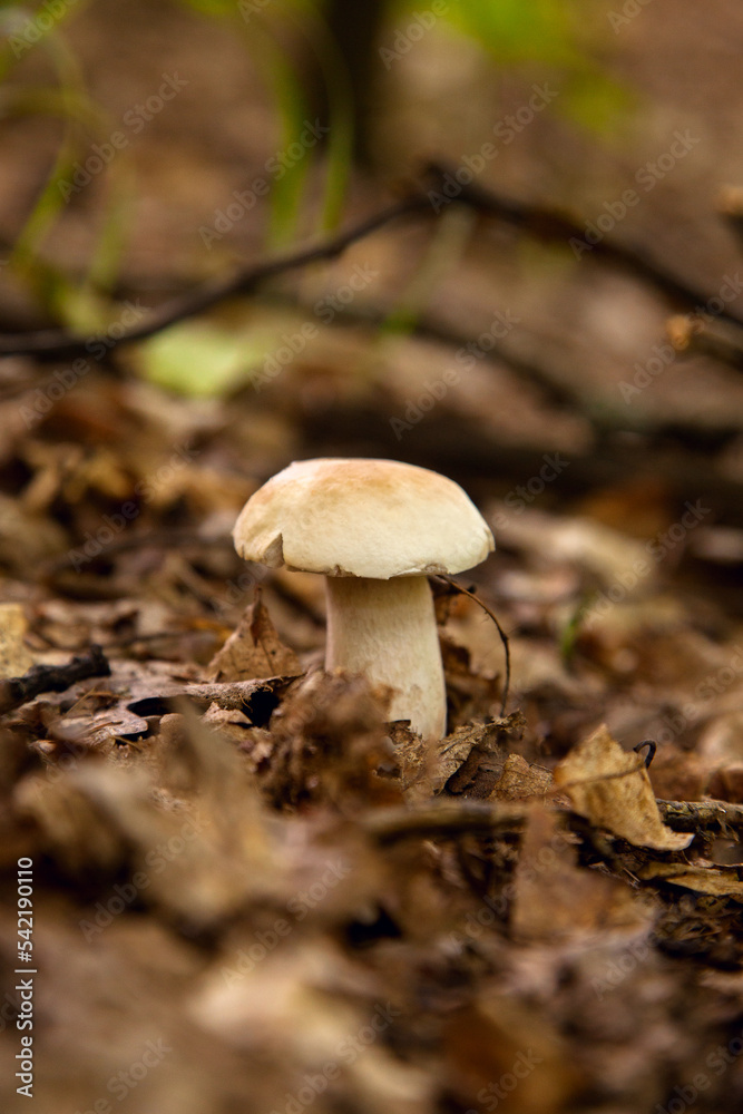 Single Boletus mushroom in the wild. Porcini mushroom grows on the forest floor at autumn season.. Single Boletus mushroom in the wild. Porcini mushroom grows on the forest floor at autumn season..