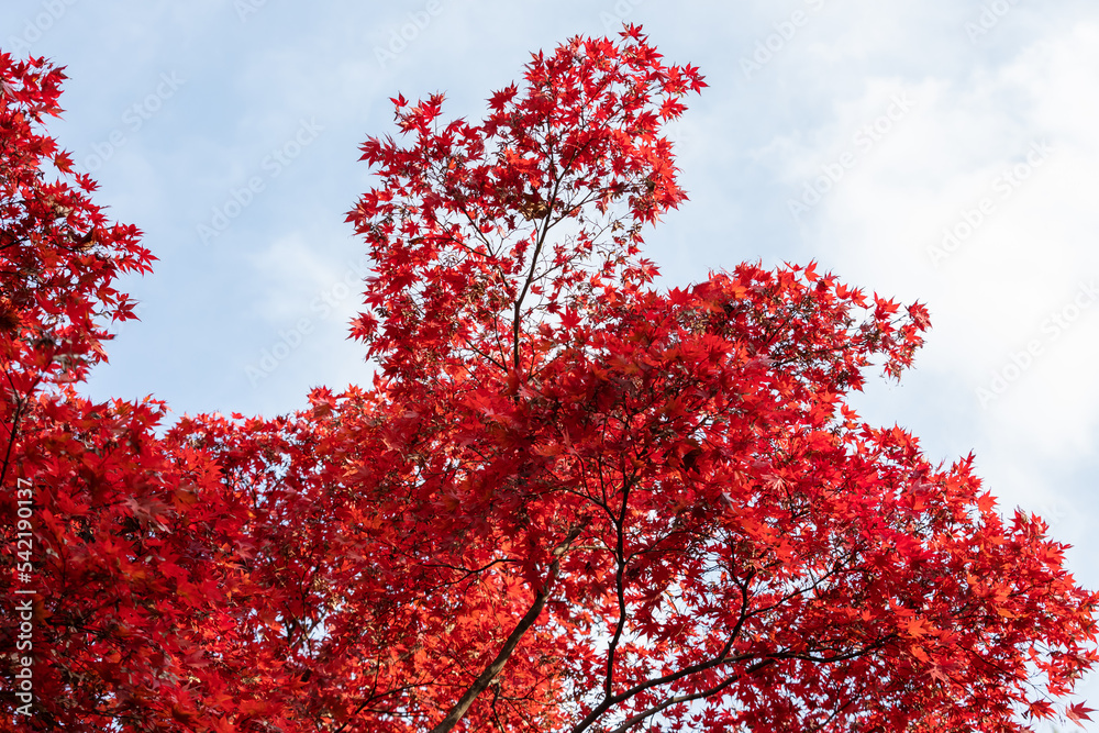 red maple leaves in autumn. 