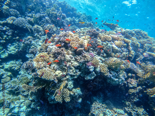 Fototapeta Naklejka Na Ścianę i Meble -  Underwater life of reef with corals, shoal of Lyretail anthias (Pseudanthias squamipinnis) and other kinds of tropical fish. Coral Reef at the Red Sea, Egypt.