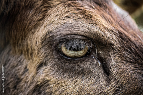eye of a deer 