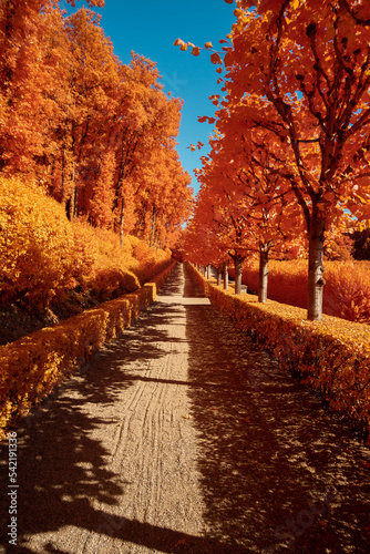 Autumn trees road with orange leaves, sunny day