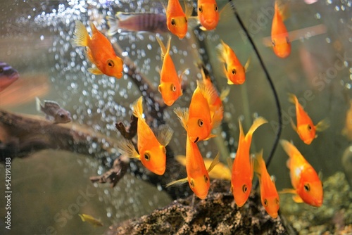 goldfish in the aquarium