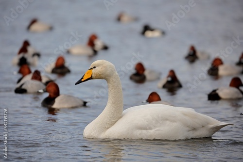 Closeup shot of a white whooper swan surrounded by pochar birds in the lake