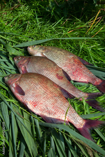Pile of big freshwater common bream fish on green reed..