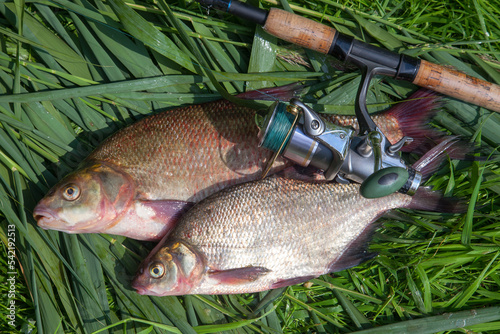Two big freshwater common bream fish and fishing rod with reel on green reed..