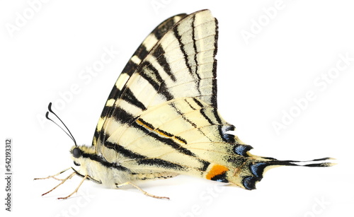 (Iphiclides podalirius) isolated on white 