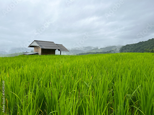 Landscape of Small Old House Surround with Green Paddy Rice Terraces and Mountains in Misty Day in Rainy Season at Ban Pa Pong Piang, ChiangMai Thailand