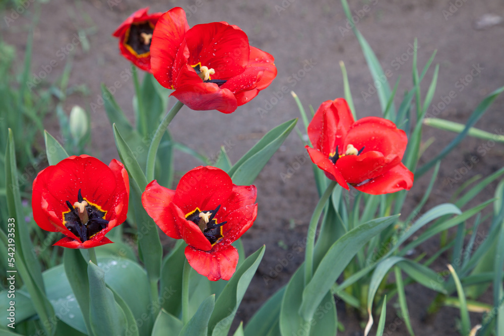 Obraz premium Red tulips under sunlight in the park at the middle of spring..
