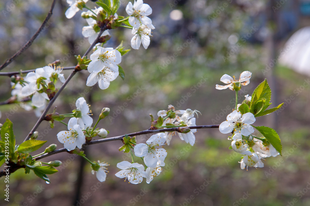 White flowers of the cherry blossoms in garden at spring day.. White flowers of the cherry blossoms in garden at spring day..