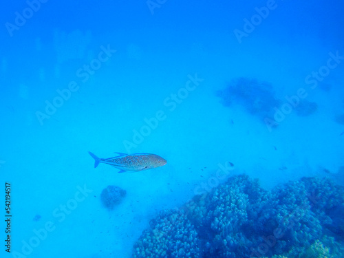 Bluefin Trevally or Bluefin Jack  Caranx melampygus  at the coral reef in the Red Sea  Egypt..