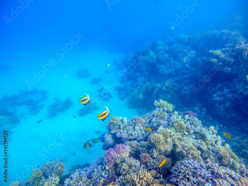 Red Sea bannerfish (Heniochus intermedius) at coral reef..