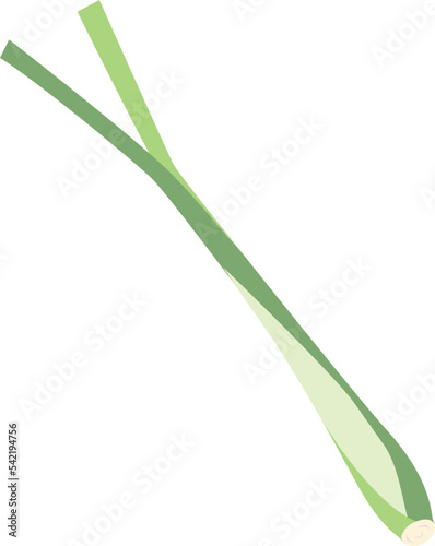 Lemon Grass isolated Illustration Hand Drawn