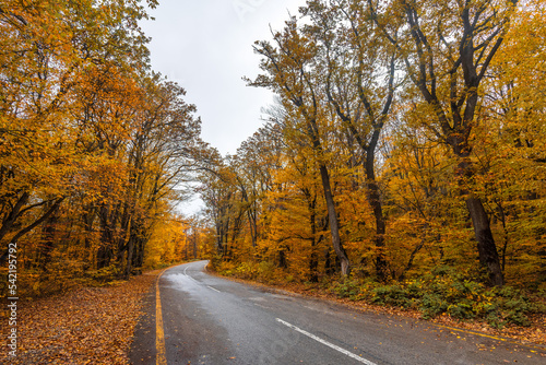 Asphalt road in yellow autumn forest