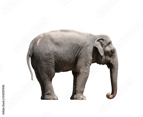 female elephant standing on white background