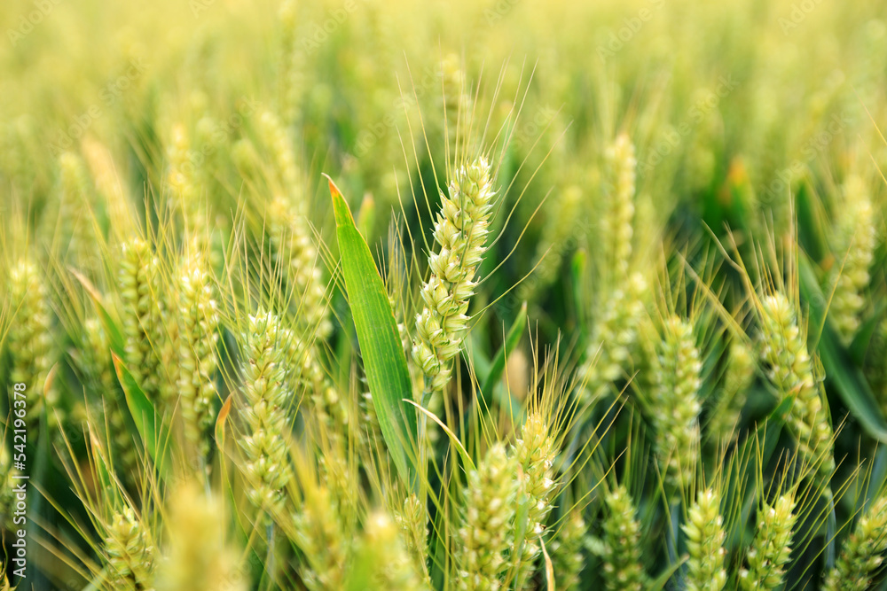 Wheat is growing in the field ,The wheat fields are under the blue sky and white clouds