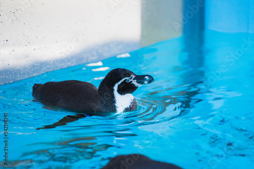泳ぐペンギン © yonyonmiyon