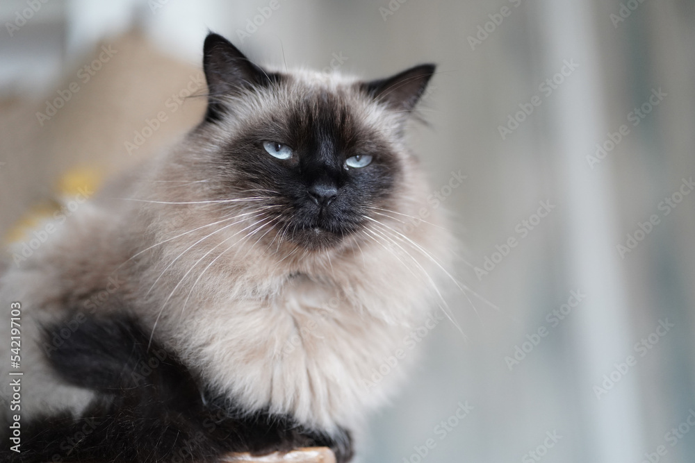 Siamese cat with long hair