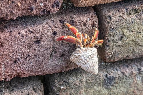 Εκτύπωση καμβά crab on the rock