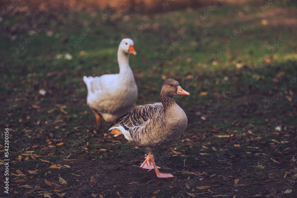 Goose and duck on grass Goose and duck on grass