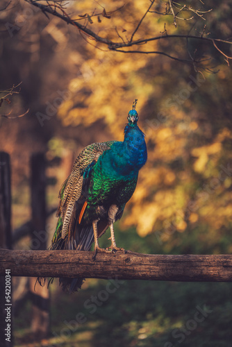 Portrait of a peacock in the park
