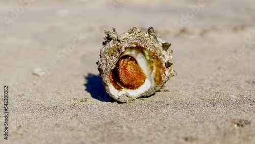 Obraz na płótnie サザエを宿にしたヤドカリ 海の浜辺