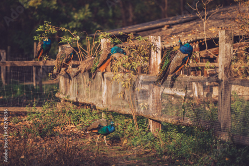 Peacocks in the zoo