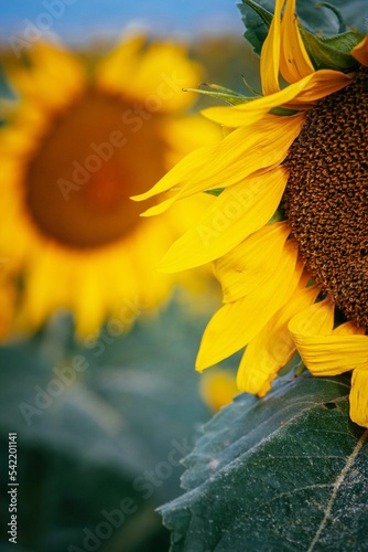 Vertical shot of a sunflower (Helianthus) with bright yellow petals on the blurred background photo