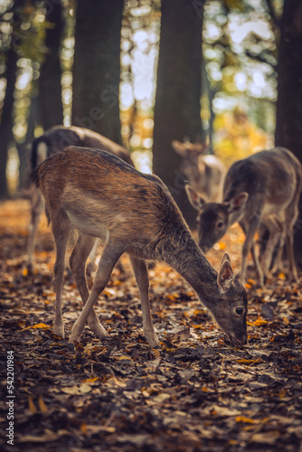 Deer eating in nature