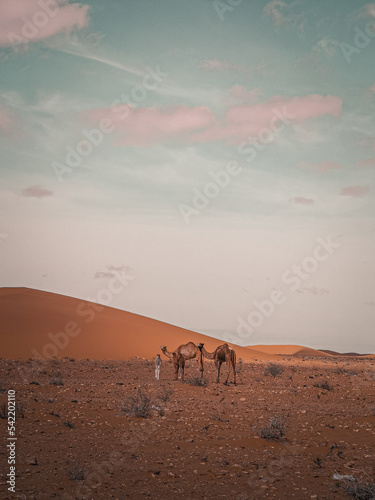 Curious camel in desert 