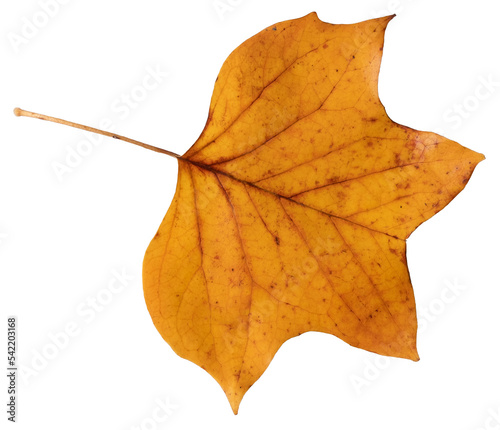 Photography Golden yellow Tulip Poplar leaf autumn fall isolated transparent background