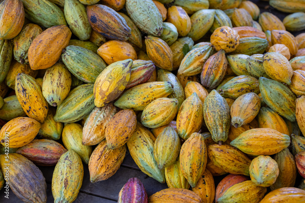 Organic ripe cocoa pod in farm Organic ripe cocoa pod in farm