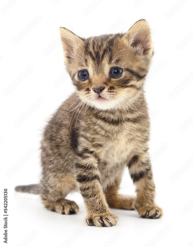 Kitten on white background. Kitten on white background.
