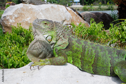 beautiful green iguana It is a reptile of the genus Iguana in the Iguana family.