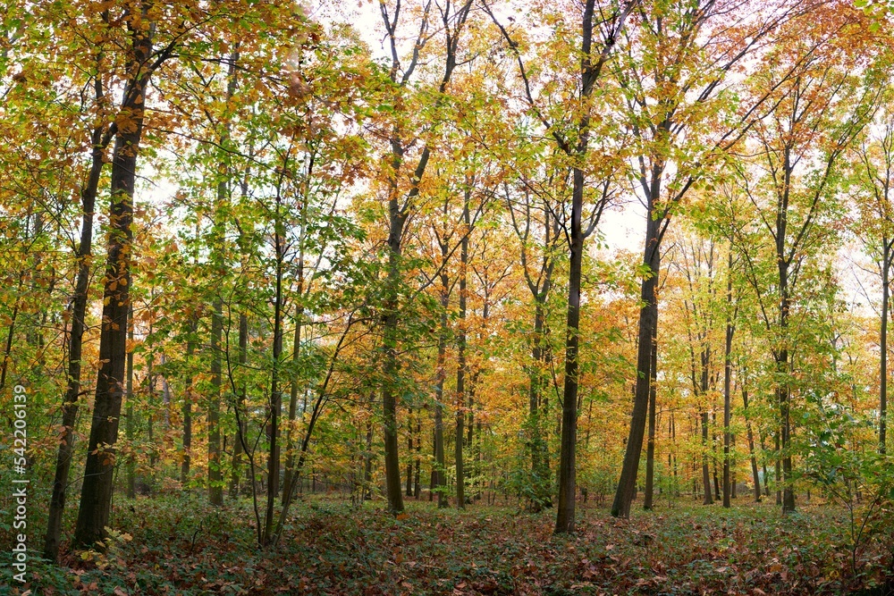 Herbst im Stadtpark mit vielen bunten Farbe