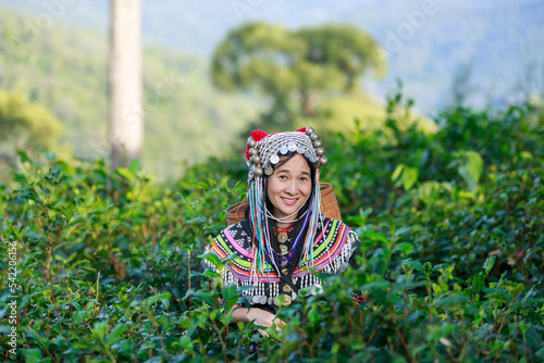 Hill tribe Asian woman in traditional clothes collecting tea leaves with basket in tea plantations terrace, Chiang mai, Thailand collect tea leaves