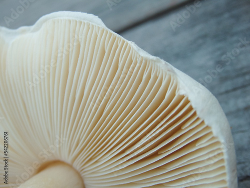 Canvas Print Close up of gills of agaric mushroomю