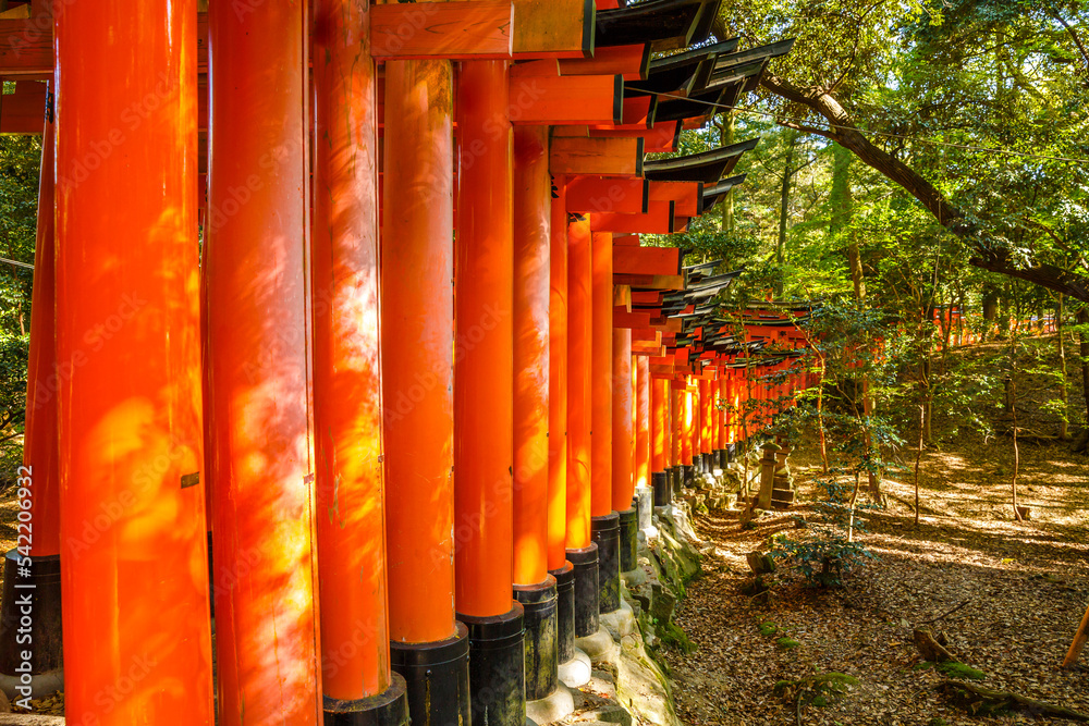 Red Torii gates at Fushimi Inari taisha lining the paths in Kyoto, Japan. Fushimi Inari is the most important shinto sanctuary.