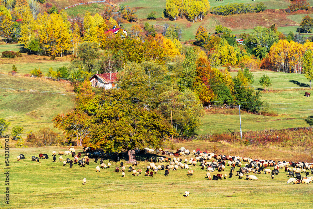 Fototapeta premium Autumn colors in Savsat Town of Turkey