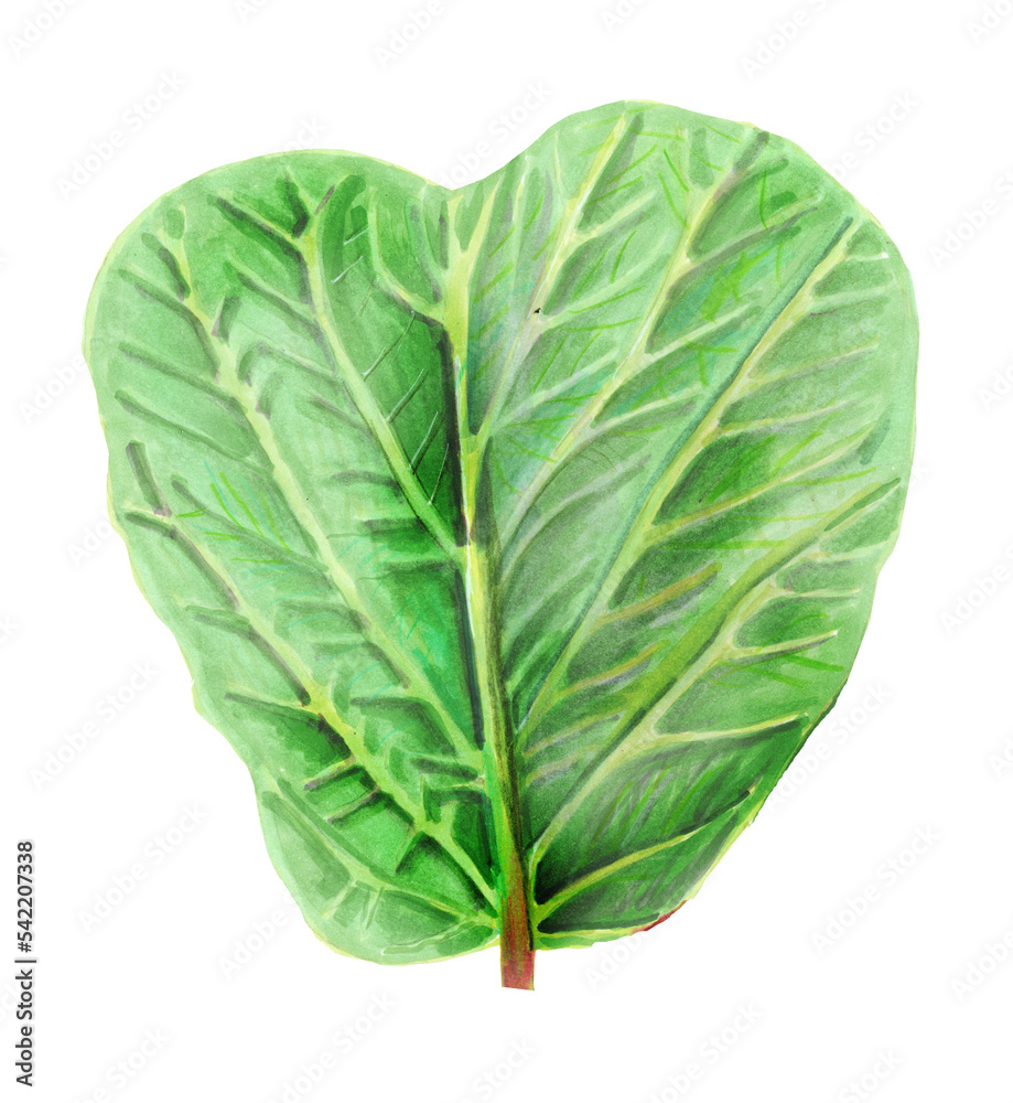 Obraz premium Botanical watercolor illustration of a Kiwifruit leaf