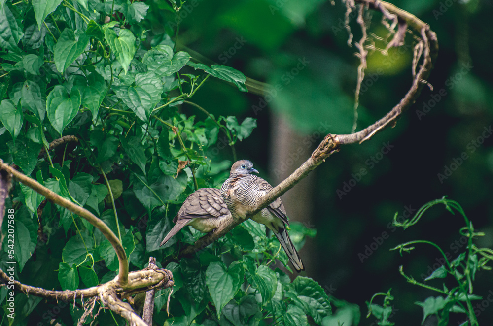 Picture of spotted pigeons looking calm and resting on a tree branch in a forest area Picture of spotted pigeons looking calm and resting on a tree branch in a forest area