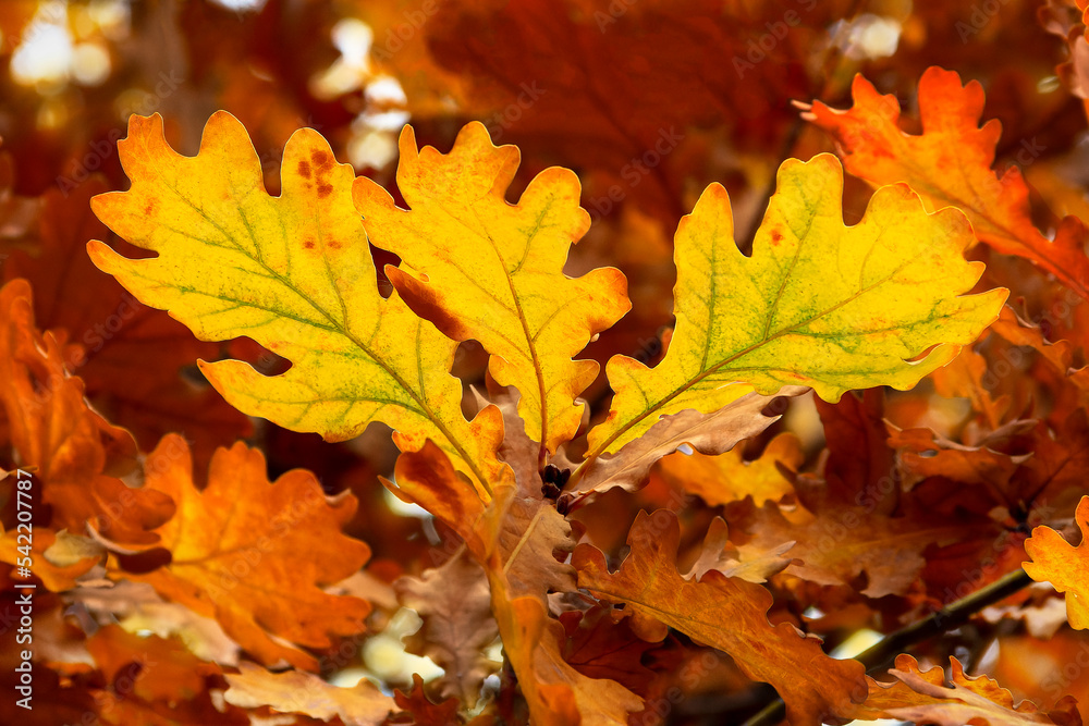 Autumn yellow and orange oak leaves . Background.